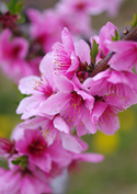 岡山の白桃の花